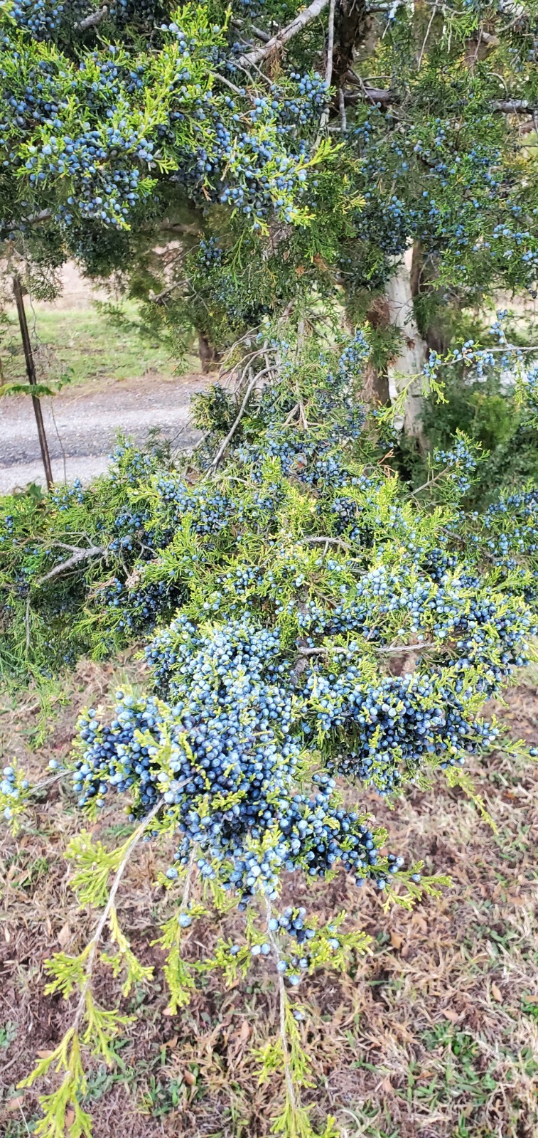 Eastern Red Cedar Seeds (Juniperus virginiana) Berries 1 oz. aprox. 700 berries