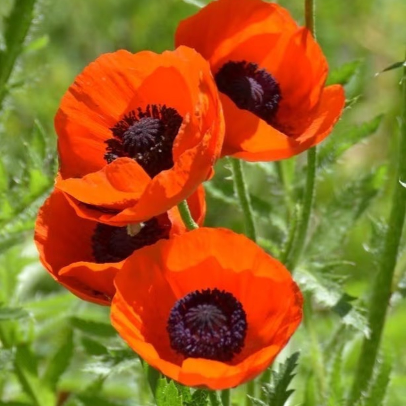 1000 Red Poppy Seeds – Classic Papaver rhoeas for Natural Meadows & Gardens