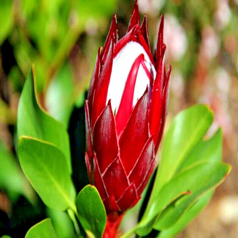10 KING PROTEA CYNAROIDES SEEDS *GIANT 12″ FLOWERS* Rare Exotic Garden Plant