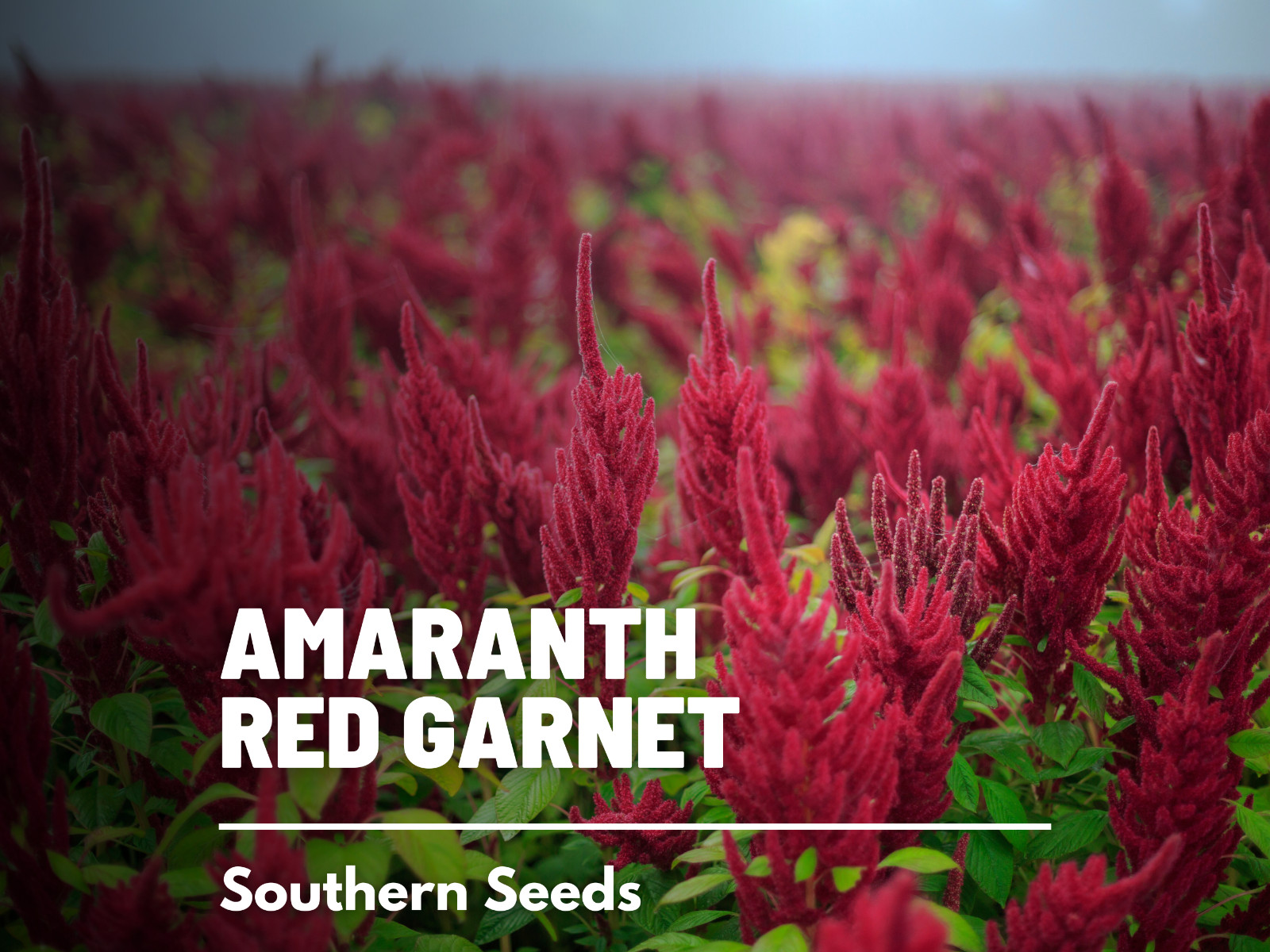 Amaranth, Red Garnet – Heirloom Seeds – Medicinal Herb – Nutrient rich s