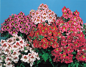 Schizanthus Angel Wings 1,000 seeds