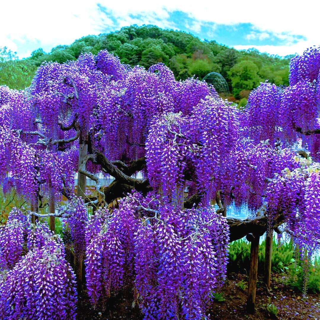 10 Chinese Blue Wisteria sinensis Tree Seeds Fast Flower Vine Hardy Bonsai Plant