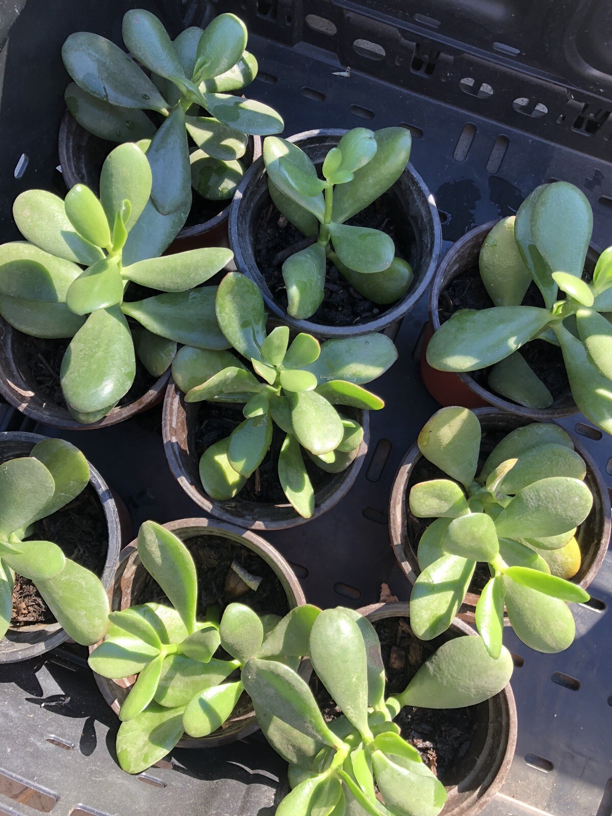 3 Jade Plant Fresh Cutting Money Plant Ready To Plant No Root