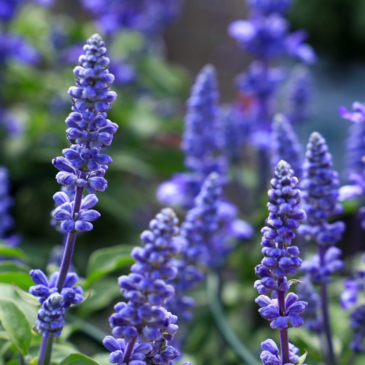 1000 Blue Sage Wildflower Seeds – Everwilde Farms Mylar Seed Packet