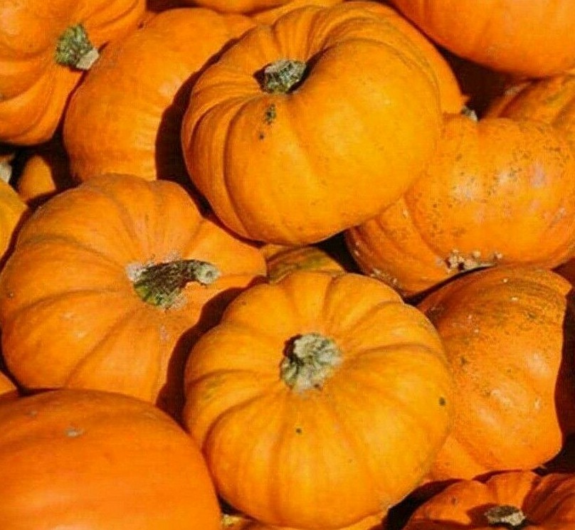 PUMPKIN SEEDS 20+ JACK BE LITTLE VEGETABLE garden DECORATIVE FREE SHIPPING