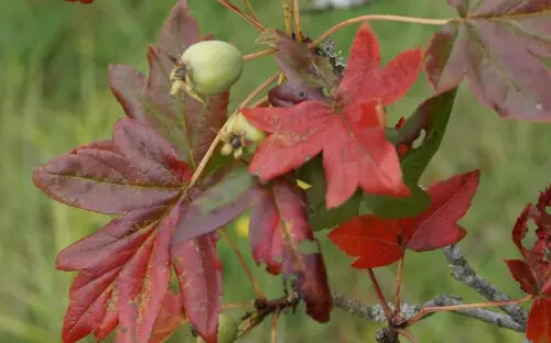 25+ Guardsman Crabapple Seeds for Garden Planting – USA – FREE SHIPPING!
