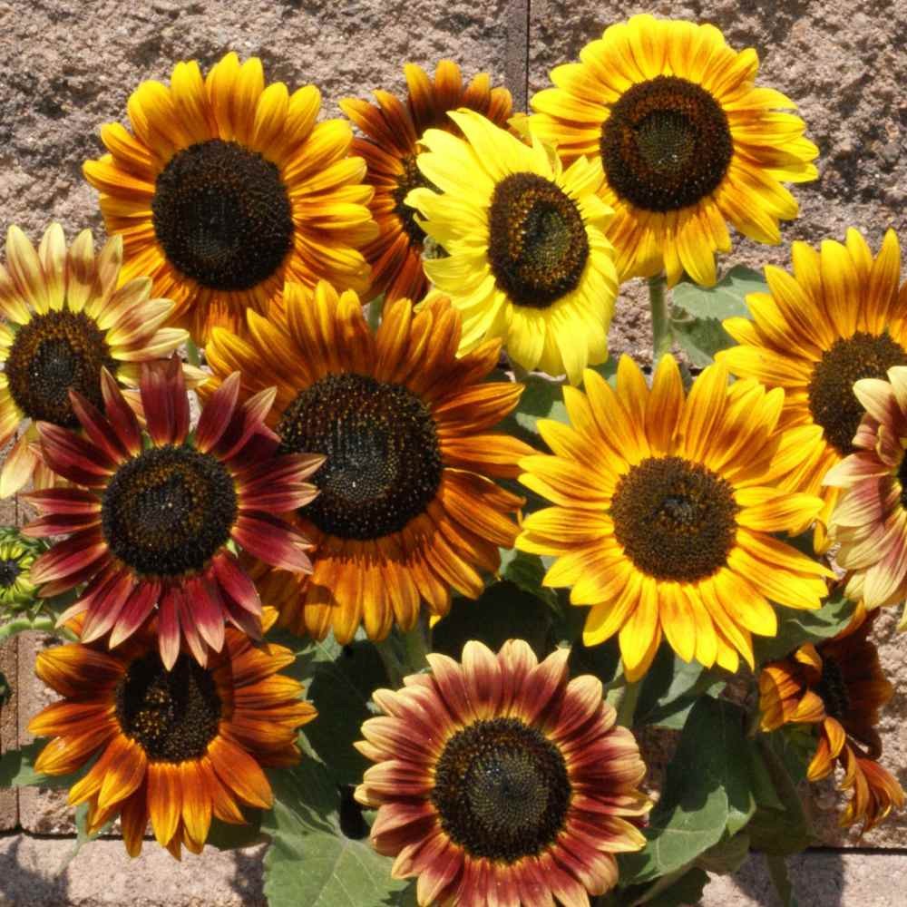5 LB Sunflower Seeds – Sunflower Autumn Beauty Flower Seed