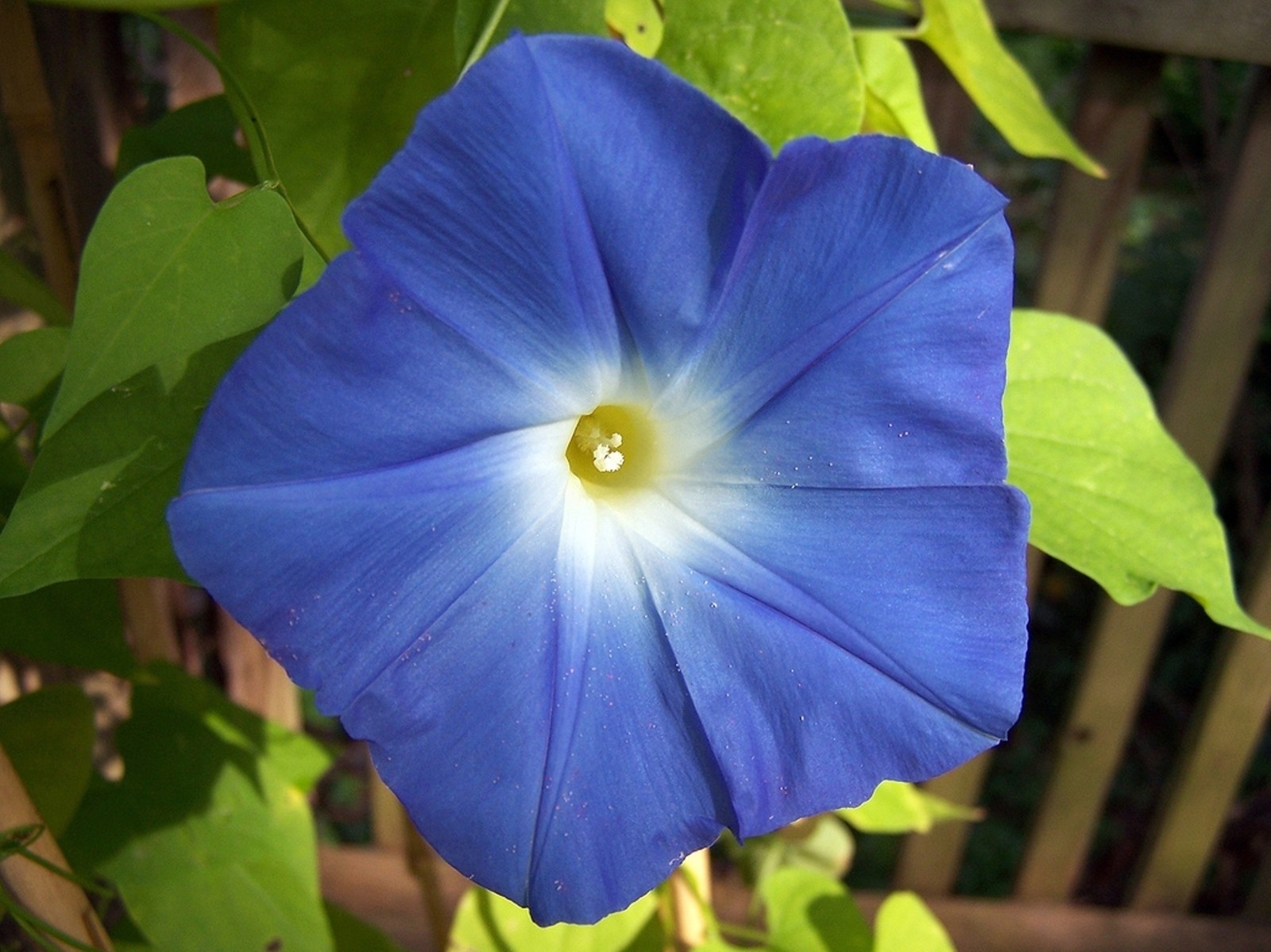 50+ Morning Glory Seeds- Heavenly Blue- 2021 $1.69 Max Shipping/Order
