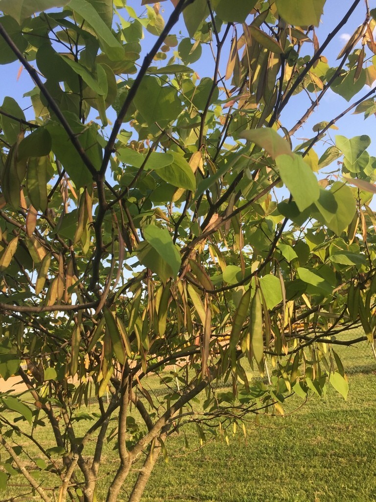 100+ Eastern Redbud Tree Seeds ( Cercis canadensis ) – Pink – – Free Shipping –