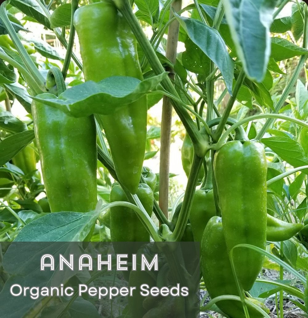 Organic *ANAHEIM* Heirloom Hot Chili Pepper Seeds 🌶️ Roasting, Stuffing, Salsas