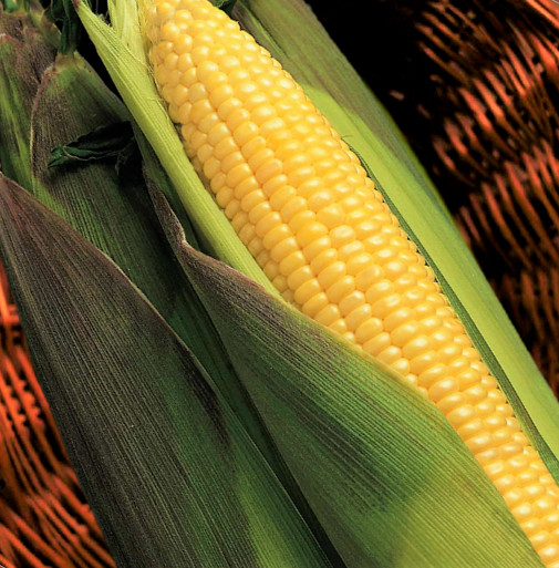 Kandy Korn Yellow Sweet Corn Seeds | Red Husk EH Hybrid Untreated Vegetable 2024