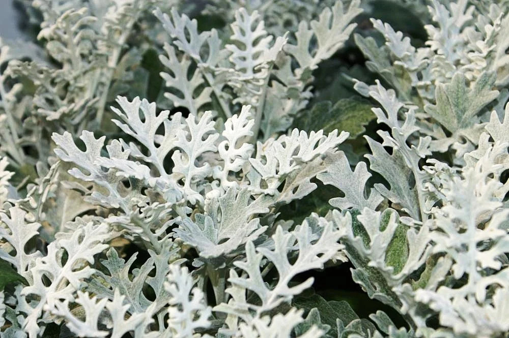 Dusty Miller Seeds – For 2025 Planting Senecio Cineraria Fuzzy Silver White Leaf