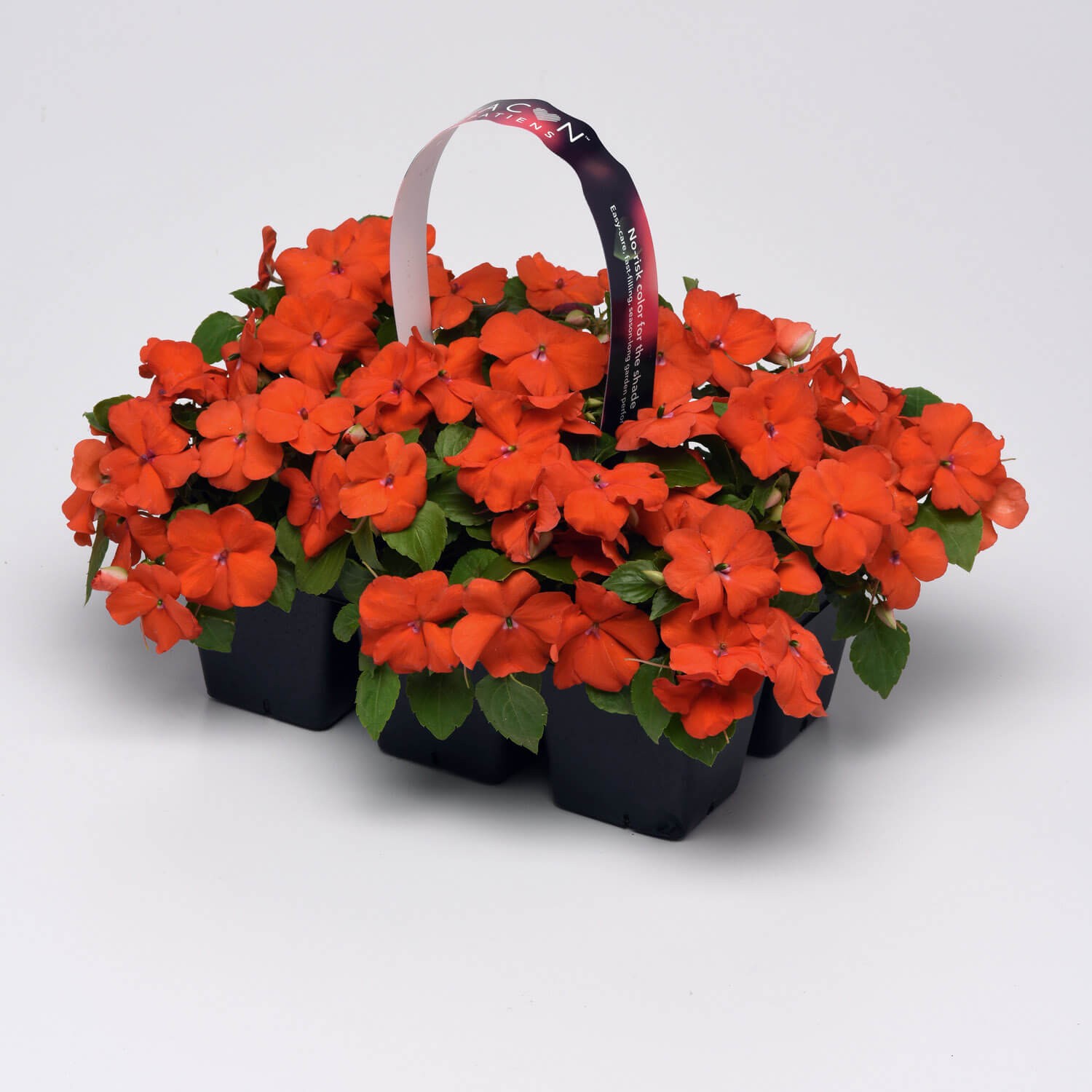 75 Seeds Orange Impatiens Beacon Garden Flower Seeds