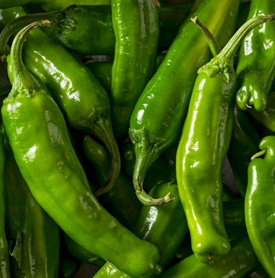 SHISHITO PEPPER SEEDS 20+ ASIAN vegetable GARDEN hot CAPSICUM ANUUM FREE SHIP