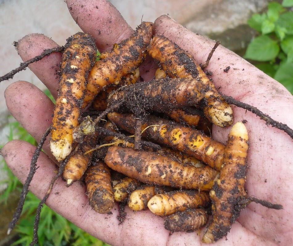 Hawaiian Red Turmeric Rhizomes Curcuma longa REALLY from HAWAII, not Florida