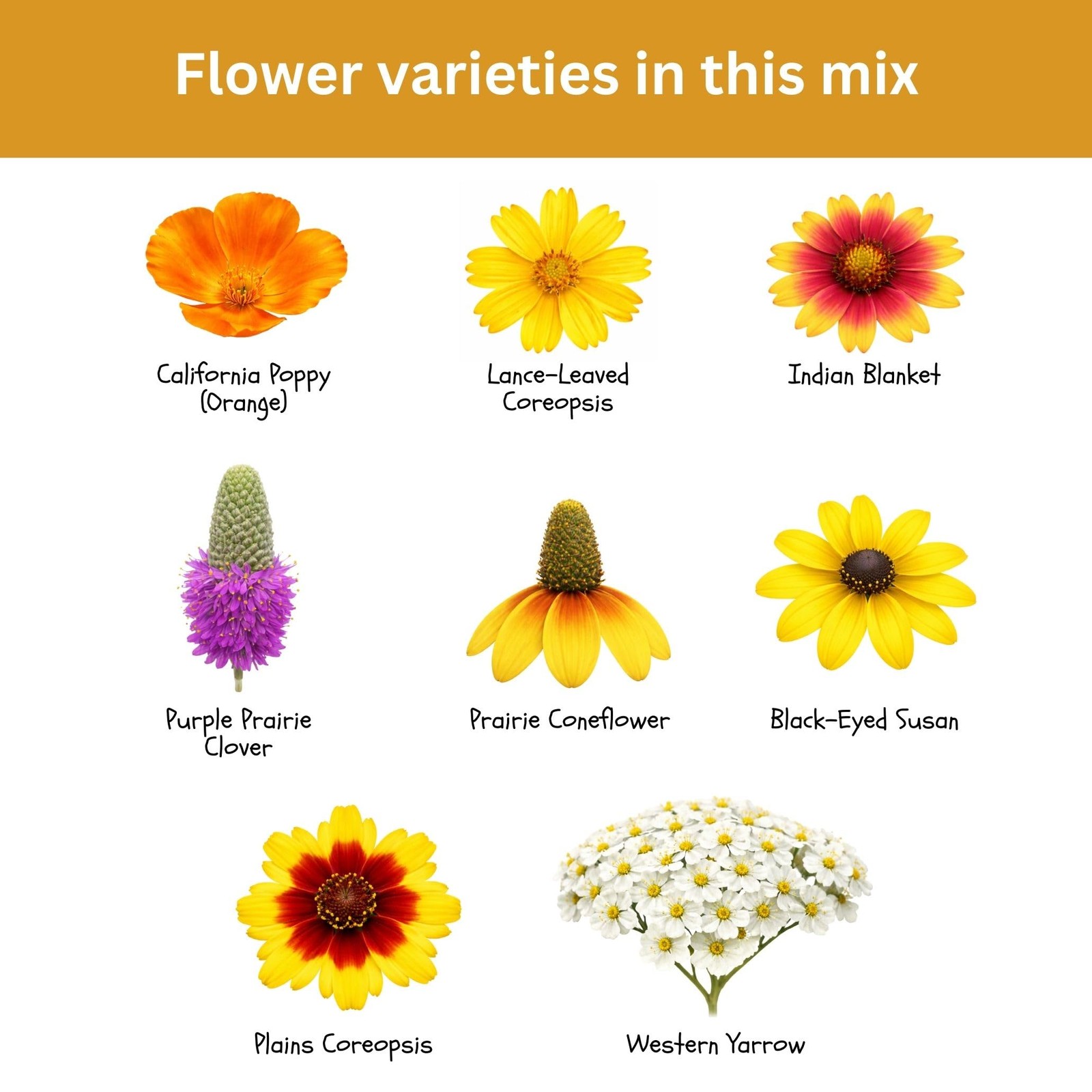 Drought Tolerant Wildflower Mix – 20,000+ Seeds – 1 oz Bulk Extra Large Resea…