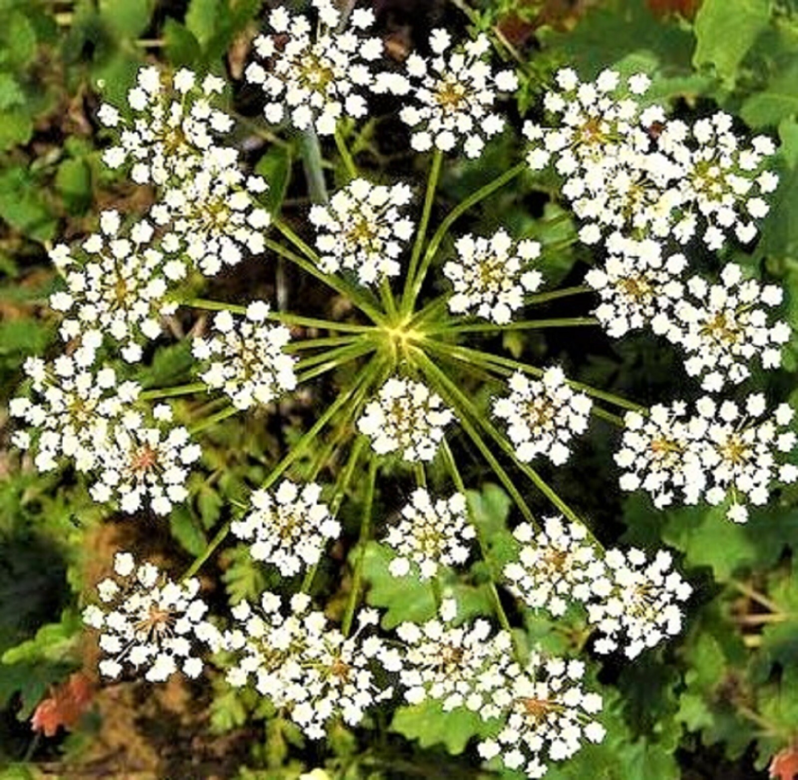 ANISE SEEDS NON-GMO 200+ SEEDS –BUY 4 ITEMS FREE SHIPPING