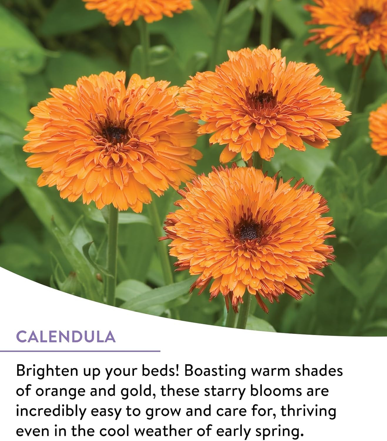 Wildflower 25,000 Bulk, 1 Bag | 18 Varieties of Non-Gmo Flower Seeds Pollinator