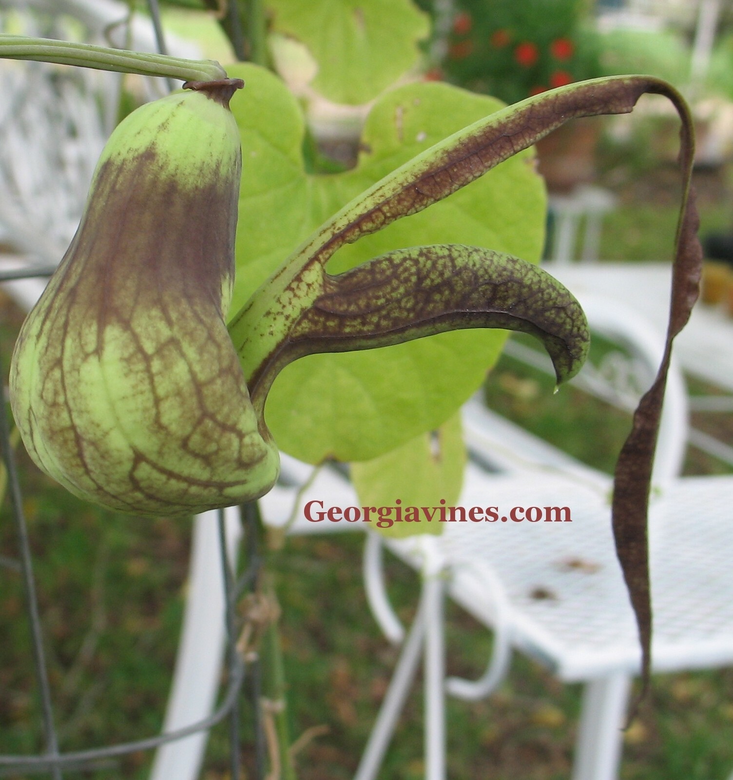 Aristolochia Pohliana x esperanzae 15 seeds