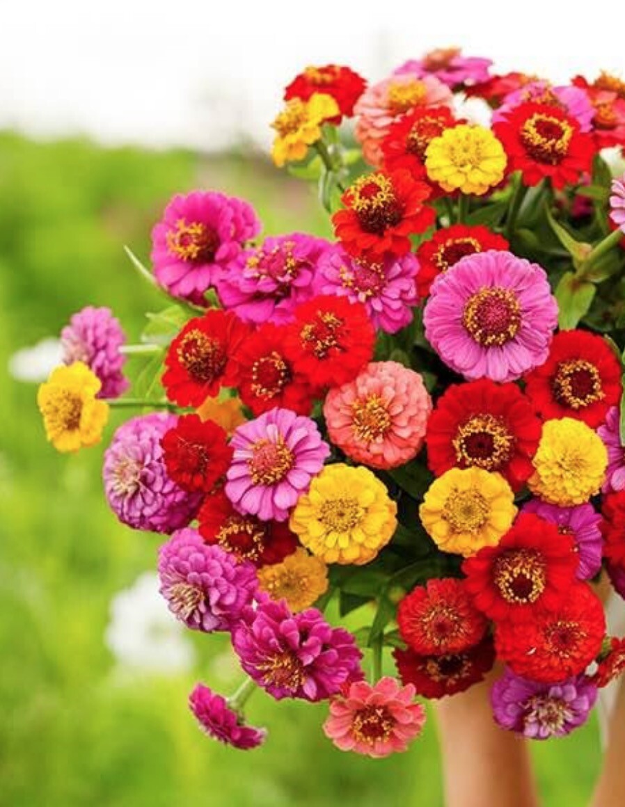 ZINNIA Elegans Flower Seeds * PUMILA MIX * Dahlia Bouquet Heirloom Seed Pick Qty