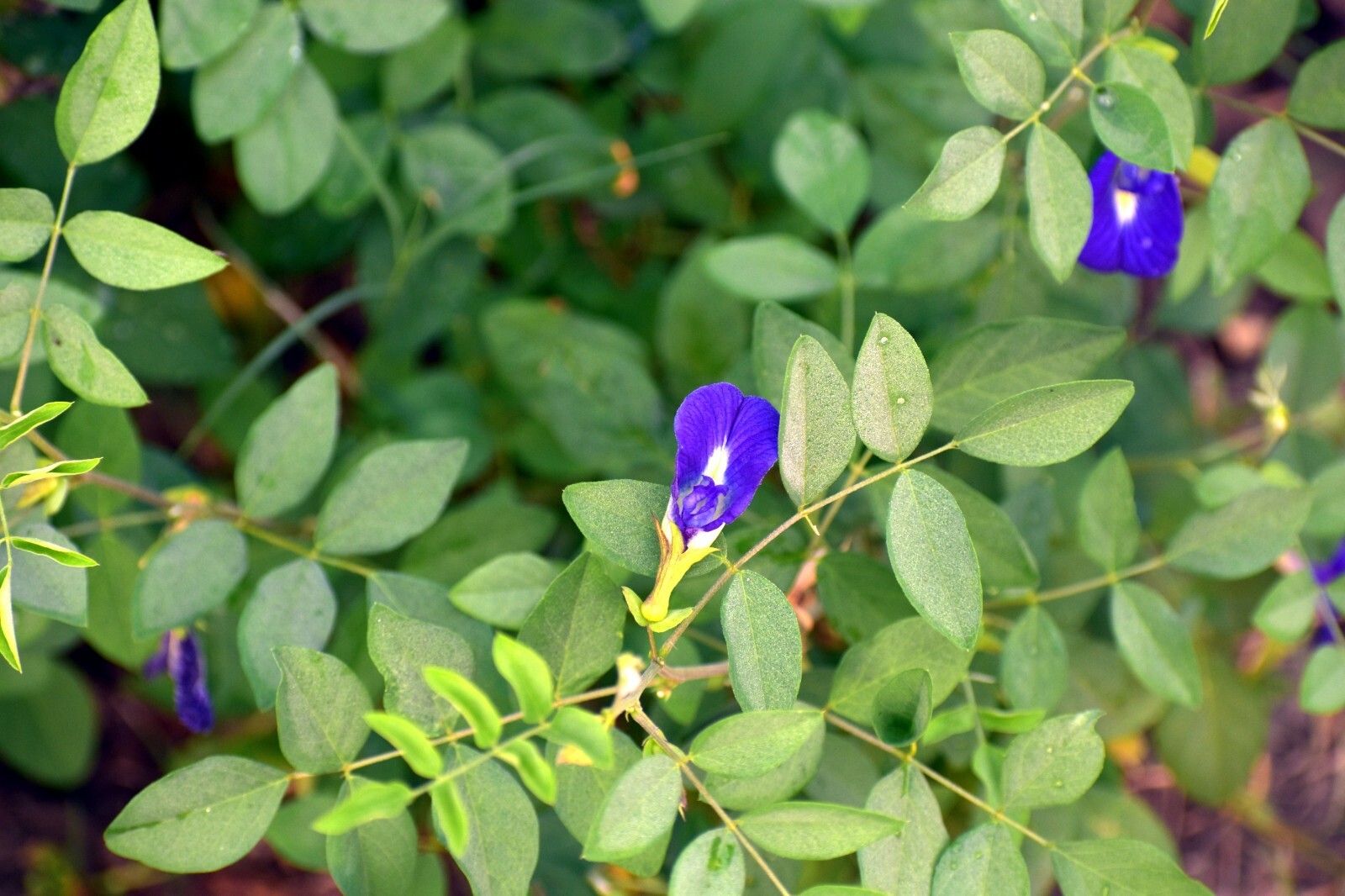 Tropical Flower Seeds -Double Blue Butterfly Pea -10 Seeds -Clitoria