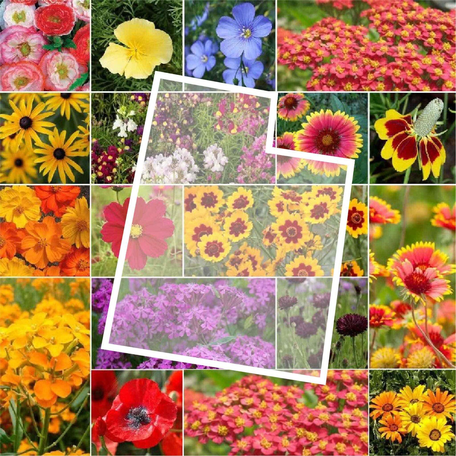 Wildflower UTAH State Flower Mix Perennials & Annuals USA Non-GMO 1000 Seeds!