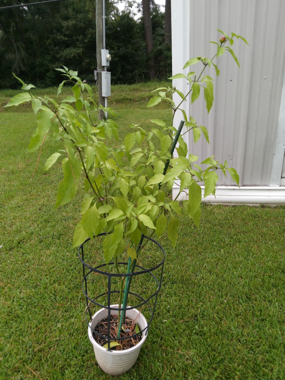 Purple Side Kick Pepper Seeds (Sweet&Spicy)