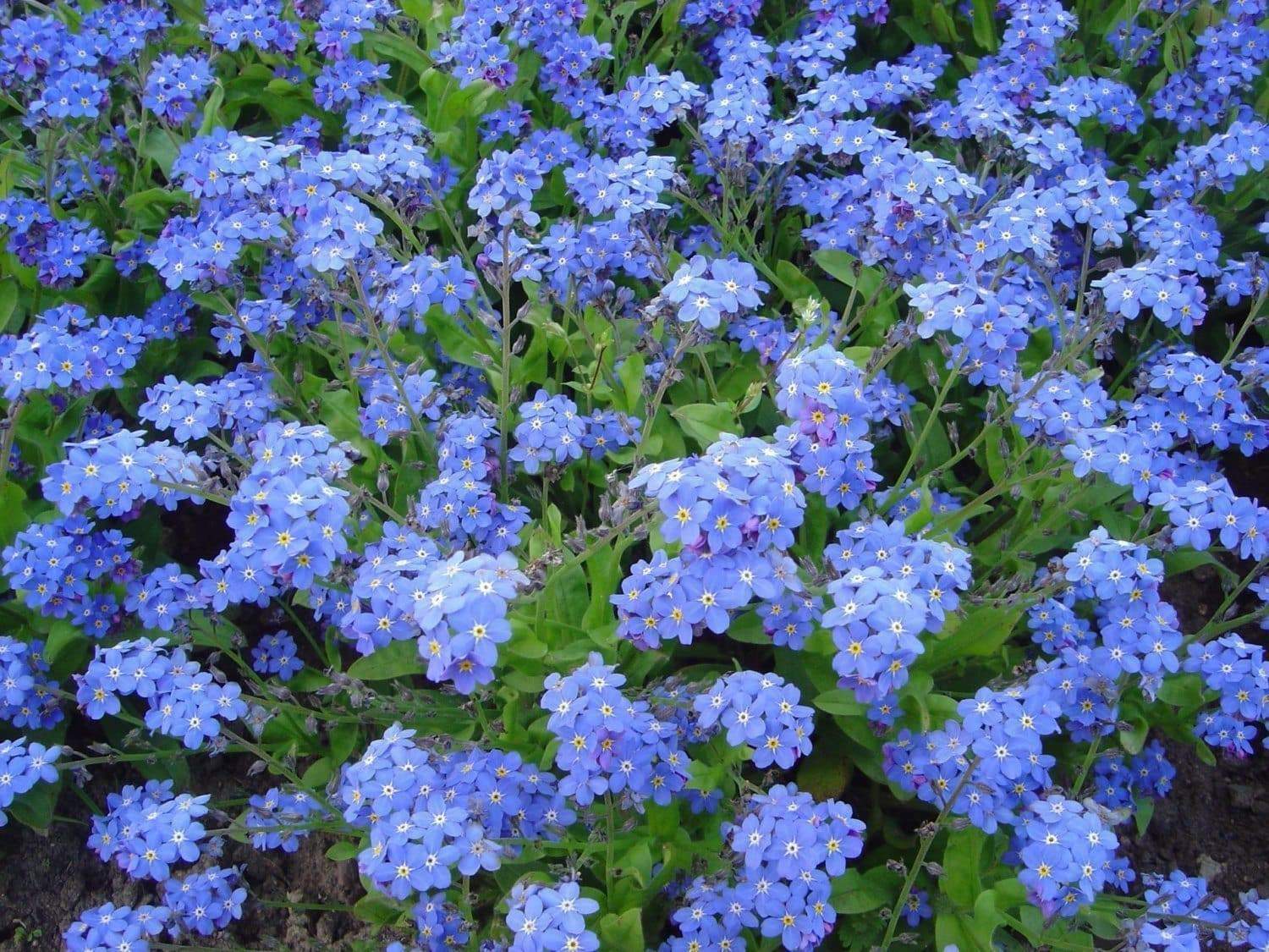 Chinese Forget Me Not Seeds 200+ ASIAN WILDFLOWER Blue Annual USA FREE SHIPPING