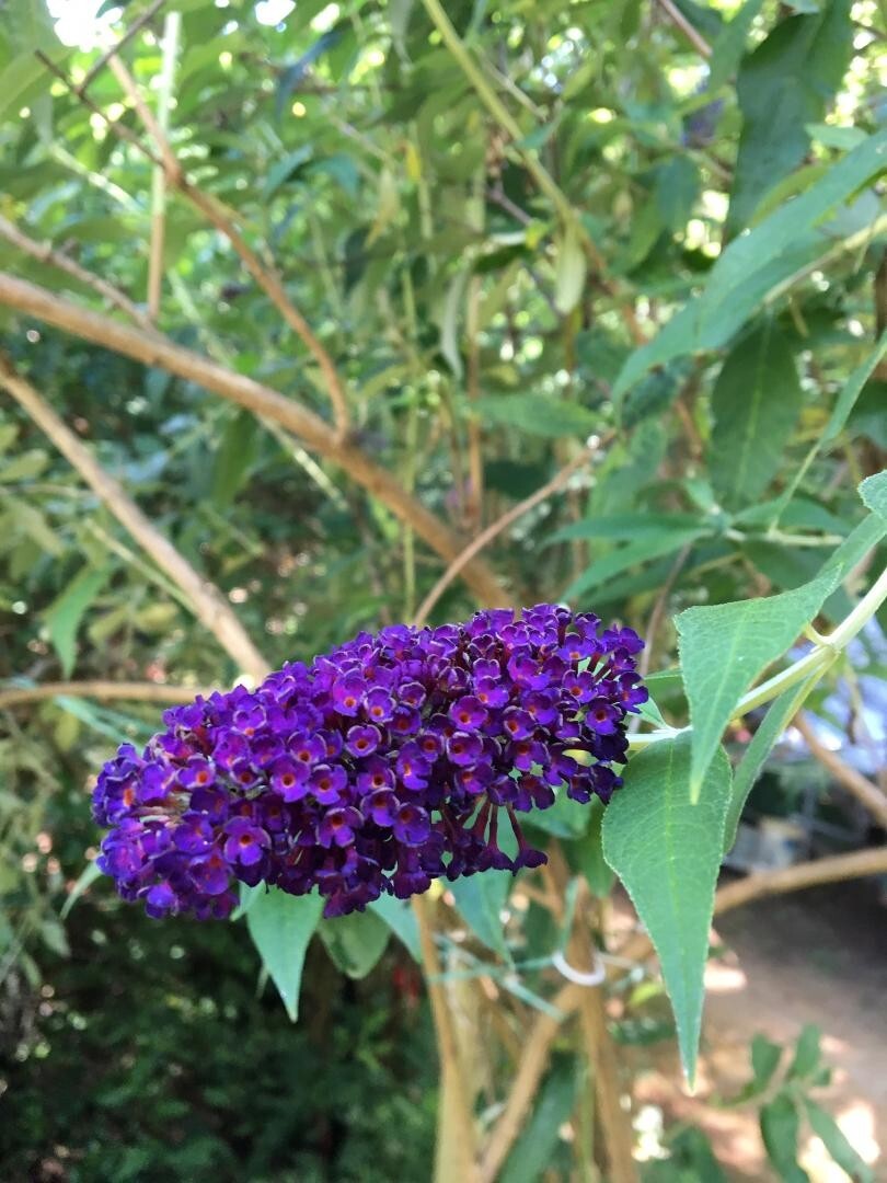 500 + Seeds BLACK KNIGHT Purple Butterfly Budhelia Bush Perennial USA Seller