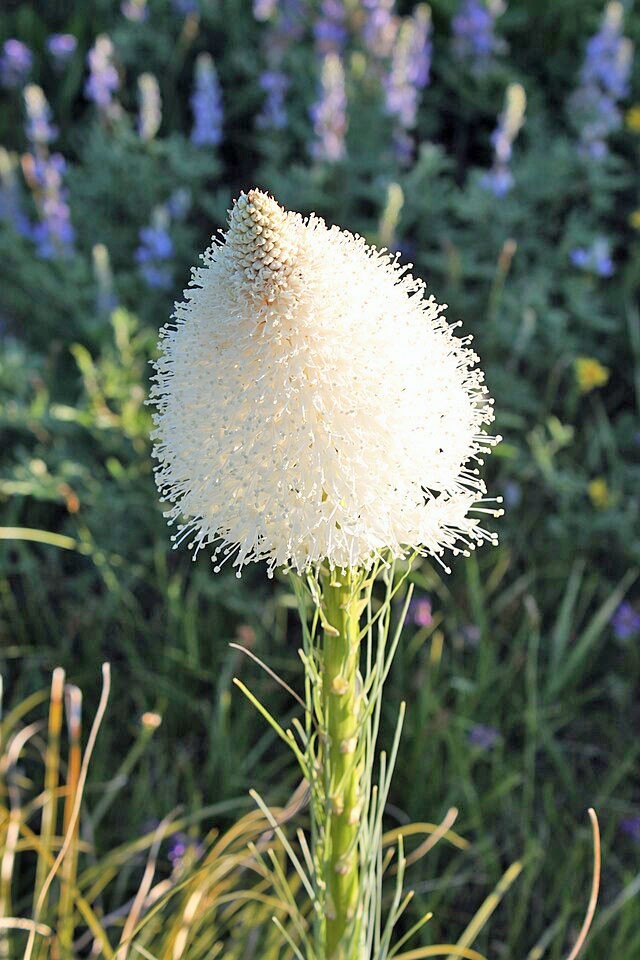 Xerophyllum tenax | Beargrass | 100 Seeds