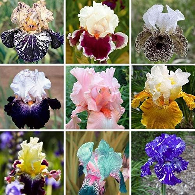 35Pcs Rare Heirloom Iris Seeds – Beautiful and Colorful Blooms for Your Garden –