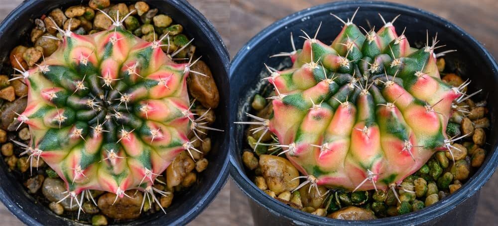 50 Gymnocalycium Species Mix Cacti Seeds – Vibrant Colored Cacti – Ships from Io