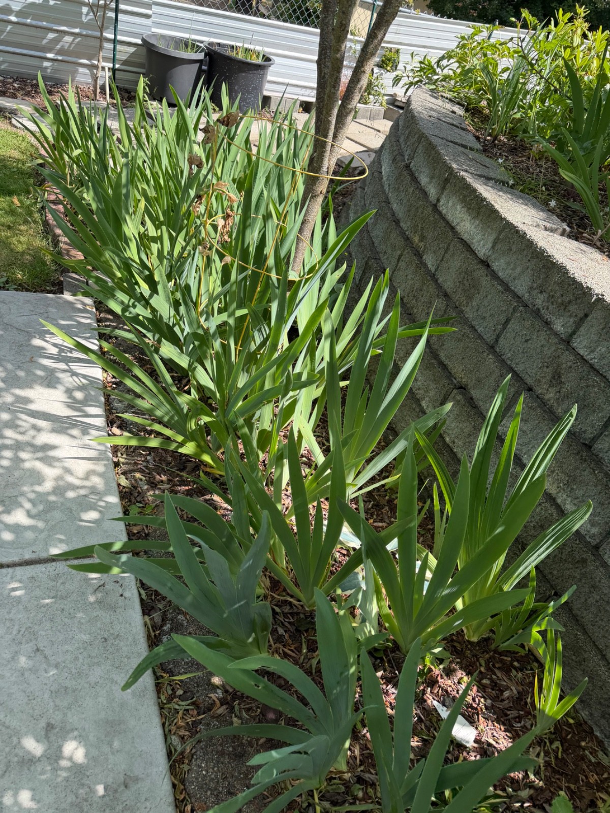 20 tall bearded iris rhizomes
