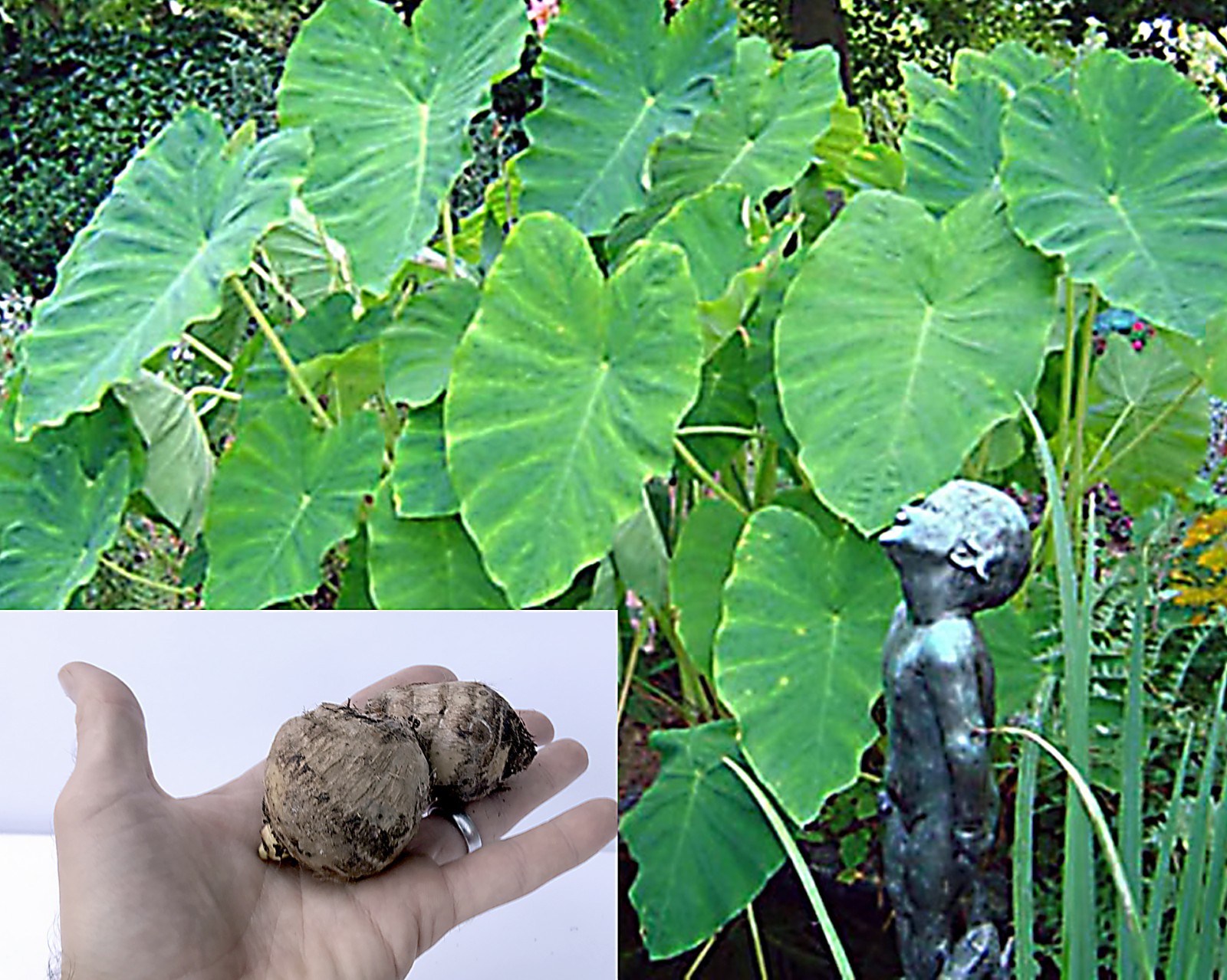 Elephant Ear Bulbs