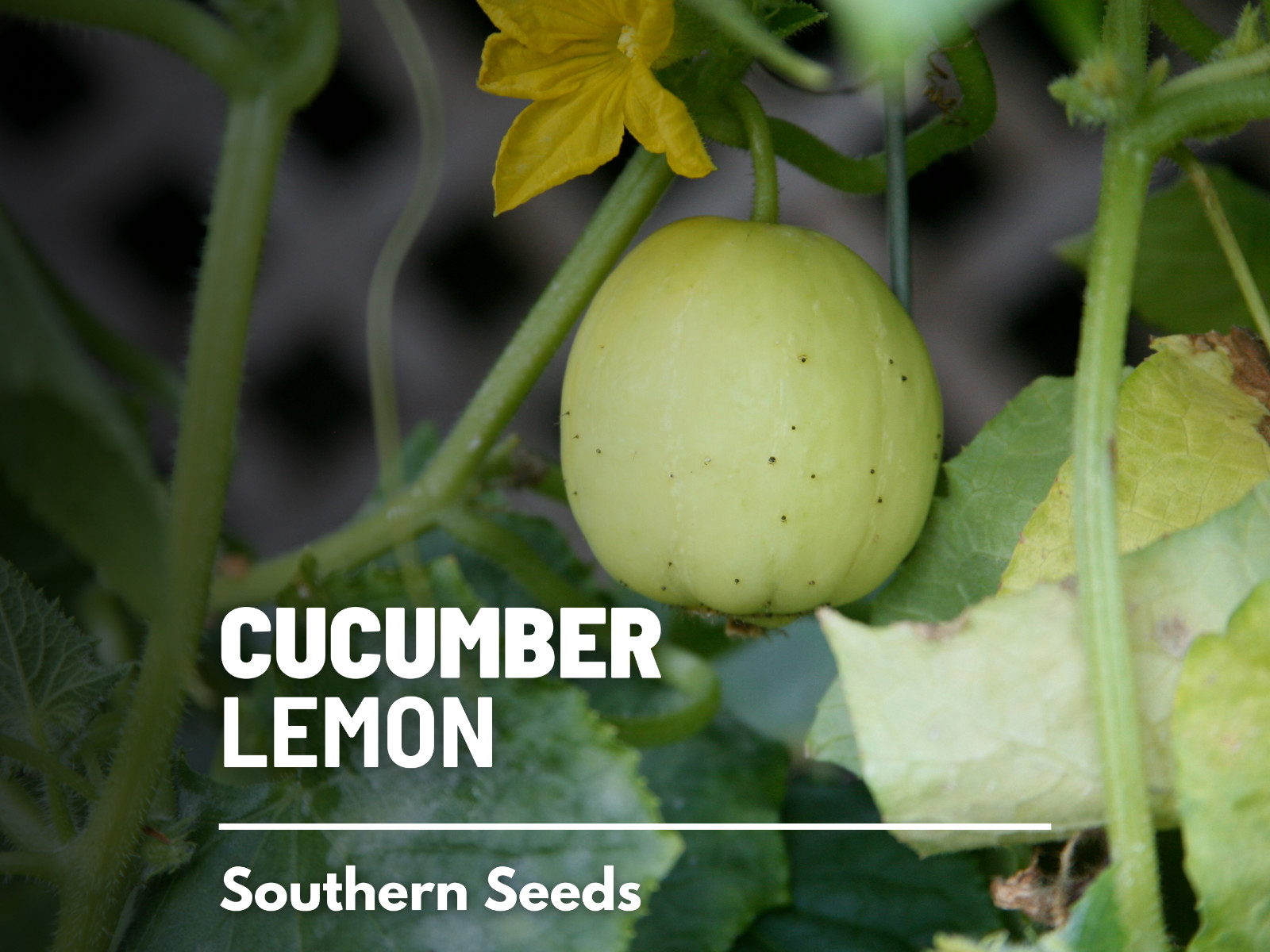 Cucumber, Lemon – 30 Seeds – Heirloom – GMO Free (Cucumis sativus)