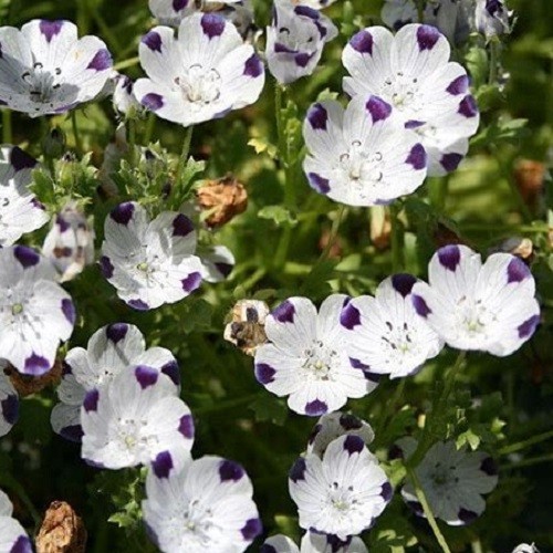 250 to 1,000 Five Spot Flower Seeds Nemophila maculata Heirloom Gorgeous Blooms