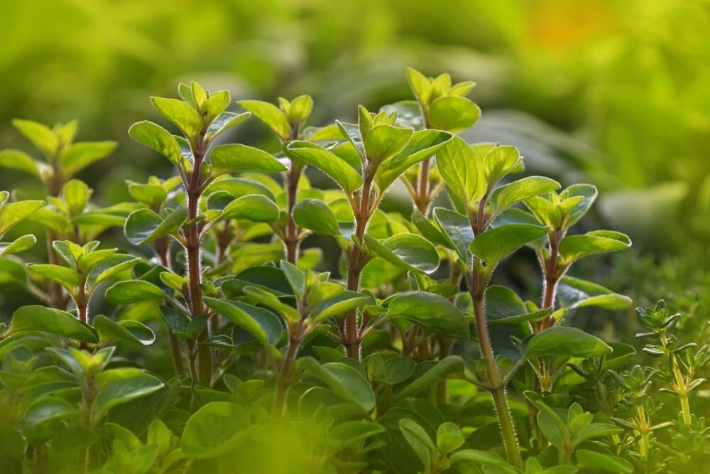 100 Sweet Marjoram Seeds for Planting – Origanum majorana – Perennial Herb