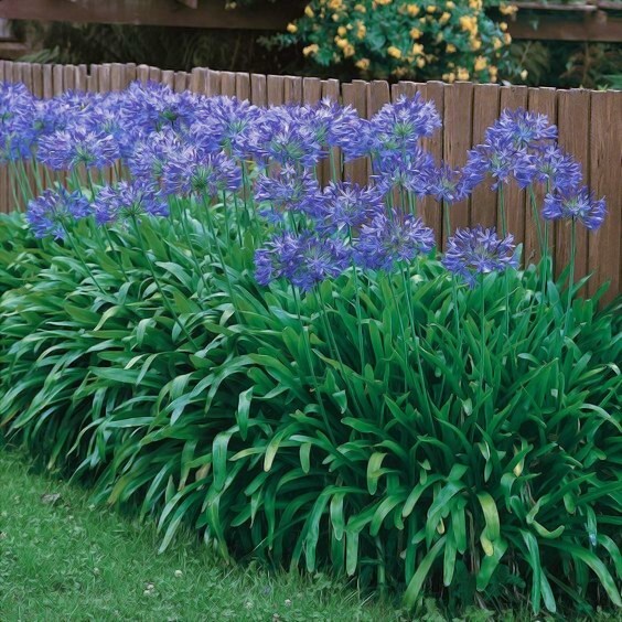 25 Dwarf Blue Lily of The Nile Flower Seeds Agapanthus “Peter Pan” House Plant