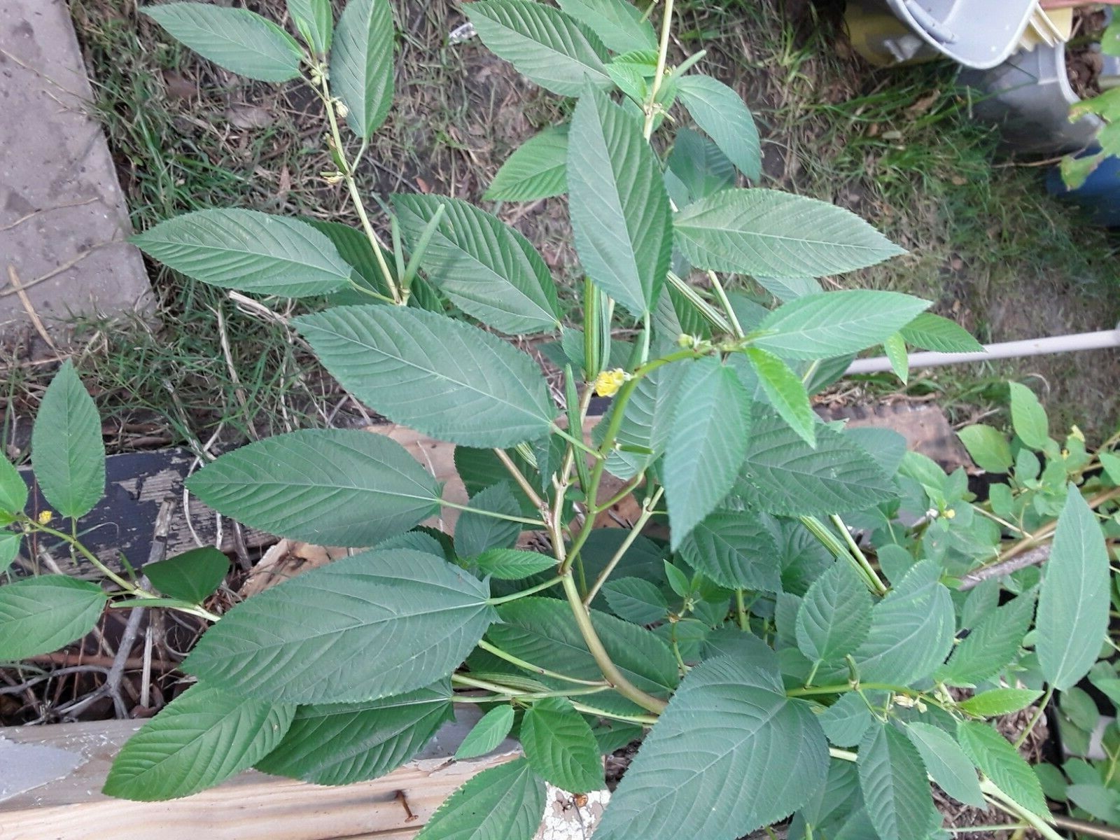 1500 Seeds Egyptian Spinach Corchorus Olitorius Jew Mallow Jute Ewedu NON G