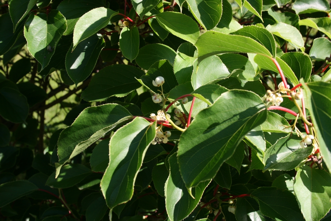 Hardy Kiwi, Actinidia arguta, Vine Seeds