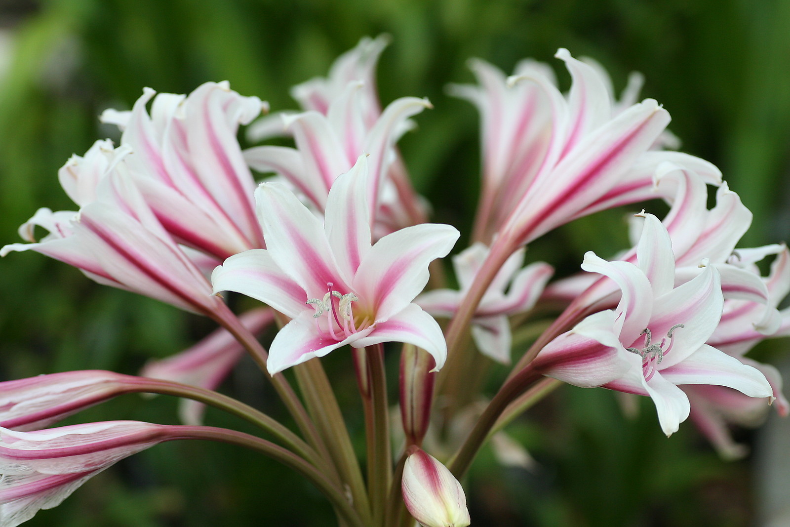 Crinum Lily, GRAB BAG, 30 bulbs, at least 10 types – over 50% off