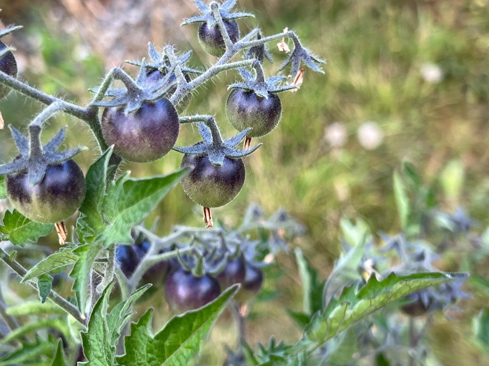 Blue Berries Tomato Seeds | Organic | Indigo Variety | Rare | Antioxidant Rich