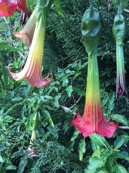 Brugmansia sanguinea | Red Angel’s Trumpet | 10 Seeds