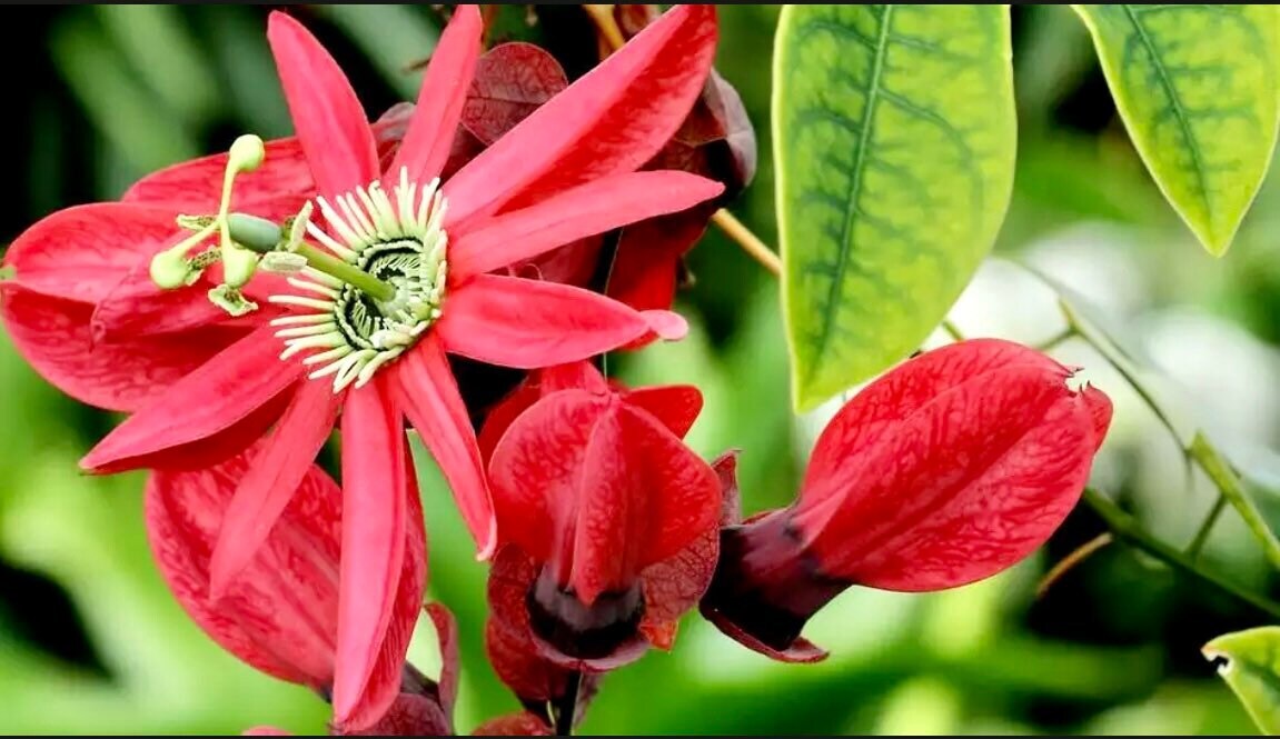 Variety of Passiflora Seeds ~ Passionflower ~ Maypop ~ Passion Fruit Flower
