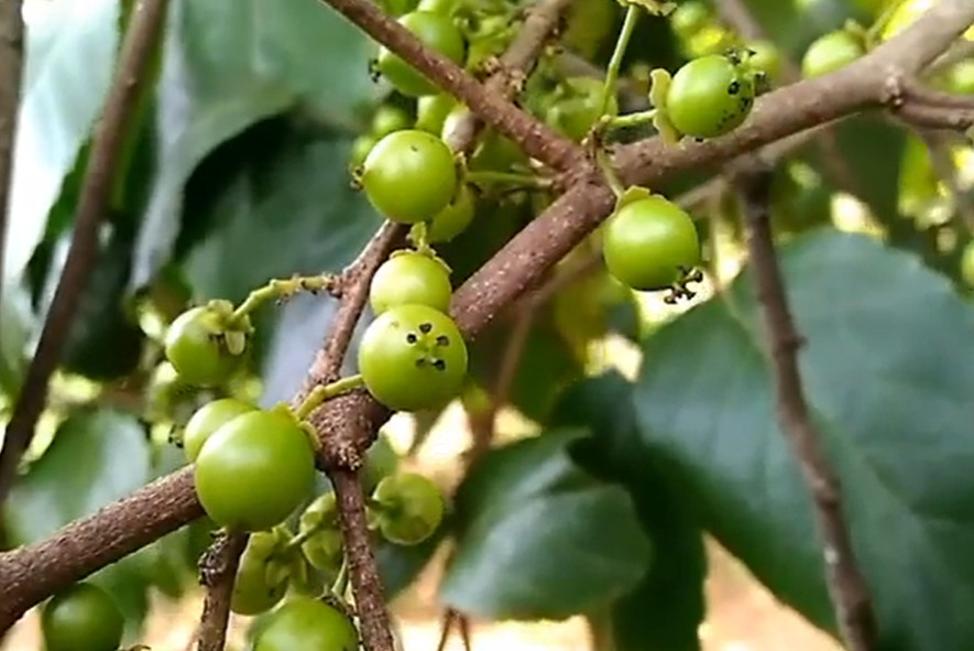 Flacourtia Jangomas 10 Seeds, Indian Coffee or Runealma Edible Plum Fruit Tree