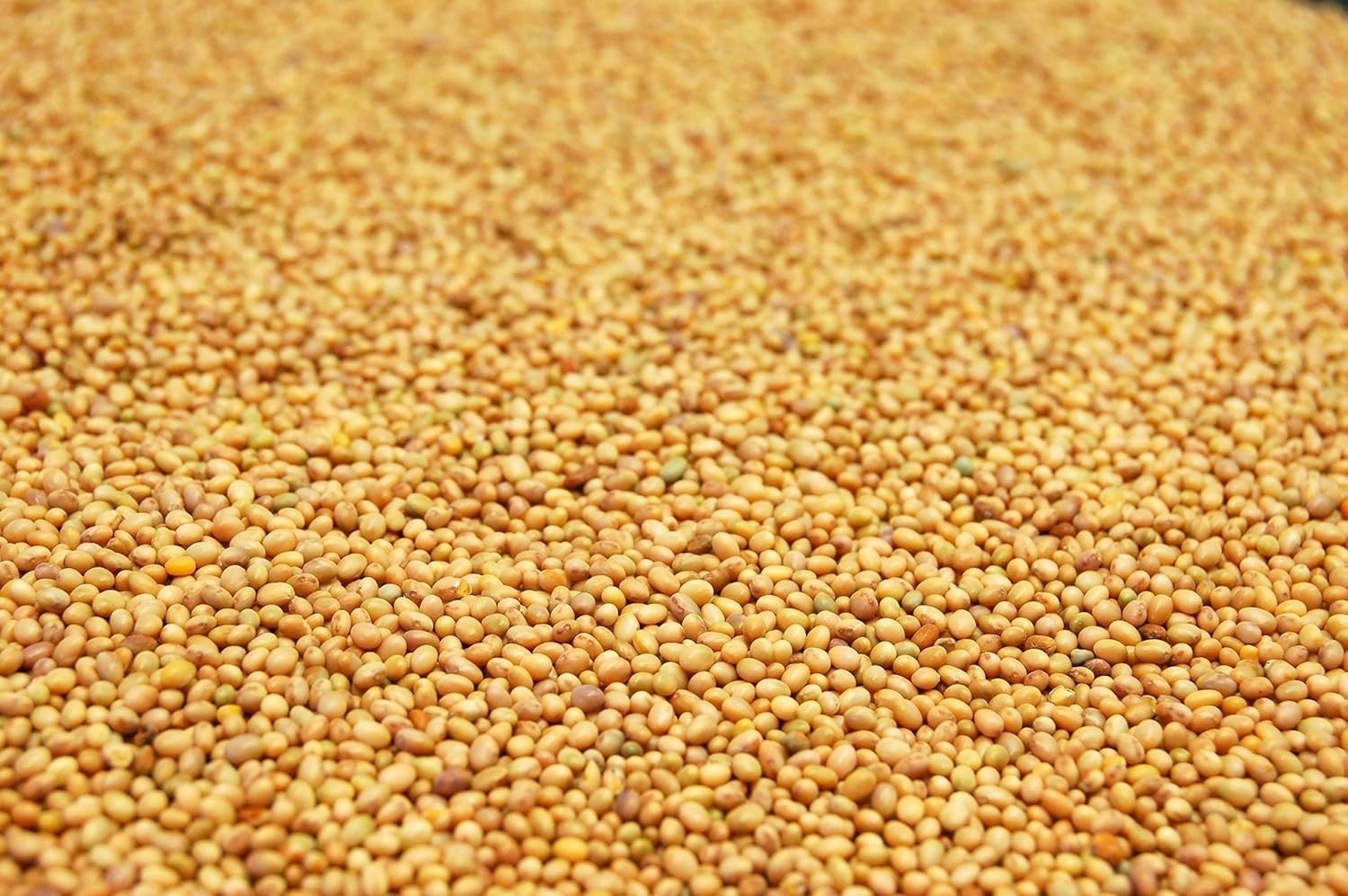 Crimson Clover Seed 3lb – Pure Non-GMO, Excellent for Pollinators & Soil Health