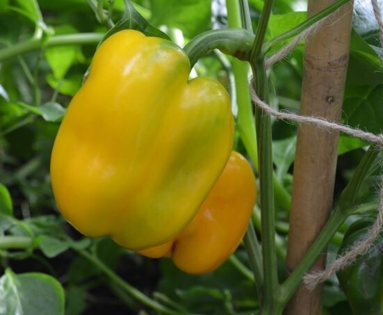 50+ Golden Cal Wonder Sweet Bell Pepper Seeds, NON-GMO, Blonde Bell