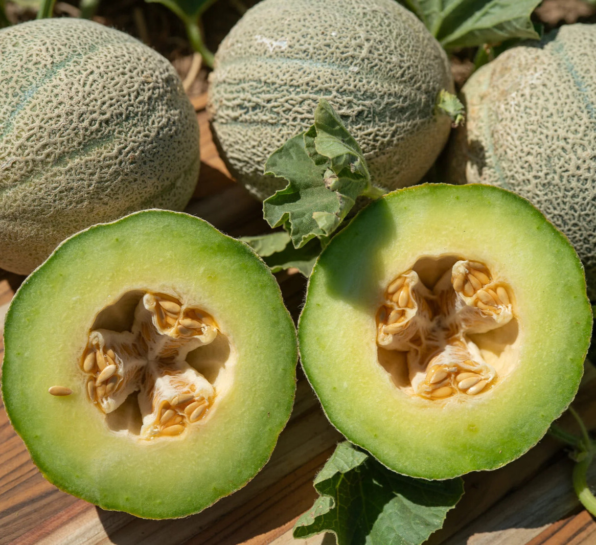 60 Heirloom Green Machine Melon Seeds – Aroma&Sweet Taste of Green Candy Apple
