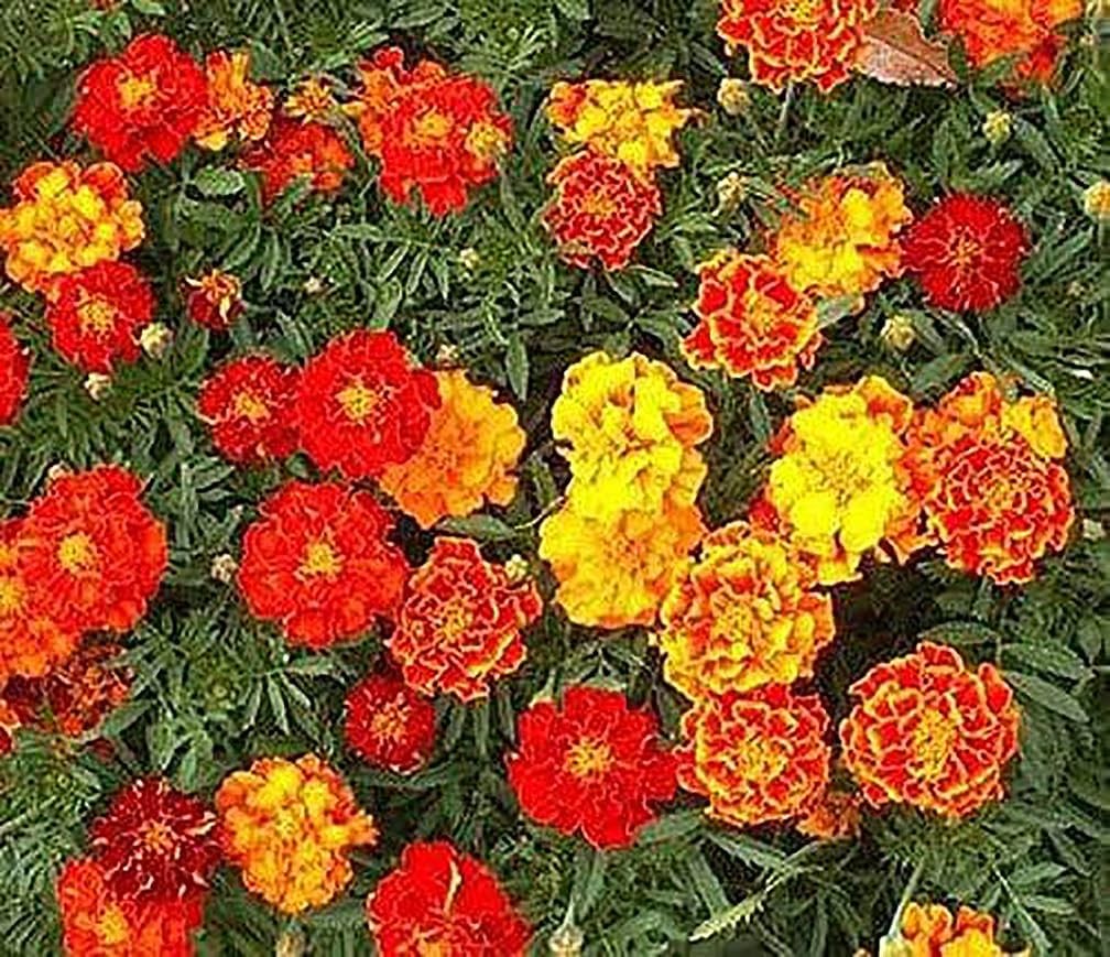 1000 French Marigold Sparky Mix Seeds – Good Addition to Vegetable Gardens –