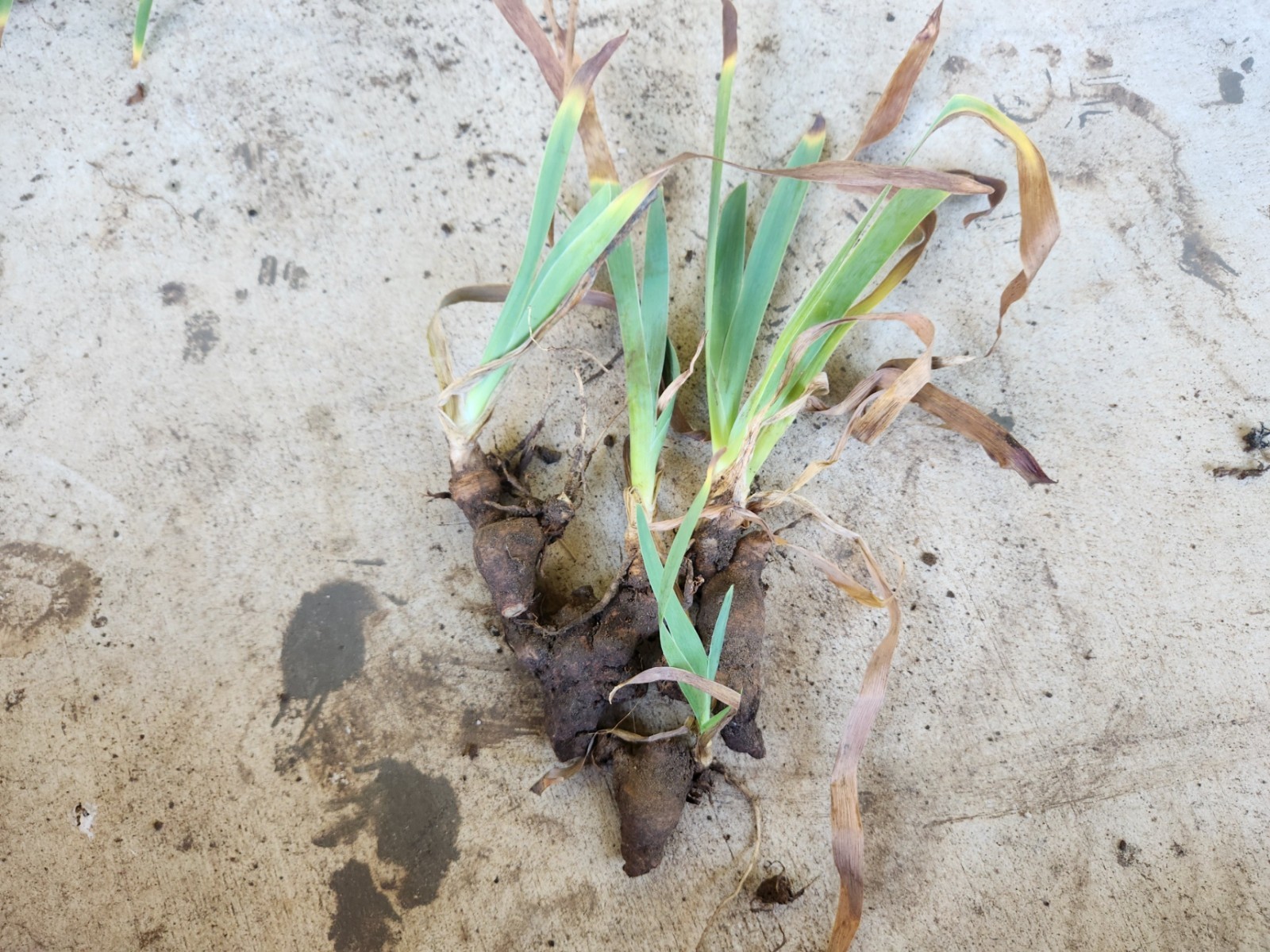 White Cemetery Iris Rhizomes, Live Bare Roots for Planting: Home Grown